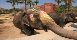 Celebración del 52º Aniversario de Petita en Terra Natura Benidorm