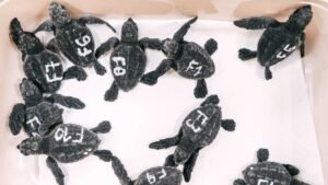 Eclosionan los huevos de la tortuga boba que desovó en la playa de Poniente de Benidorm