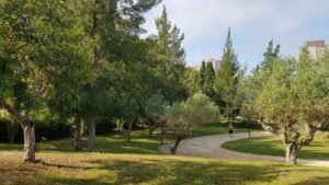 Benidorm invierte 50.000 euros en la plantación de nuevo arbolado para mejorar la calidad de vida urbana