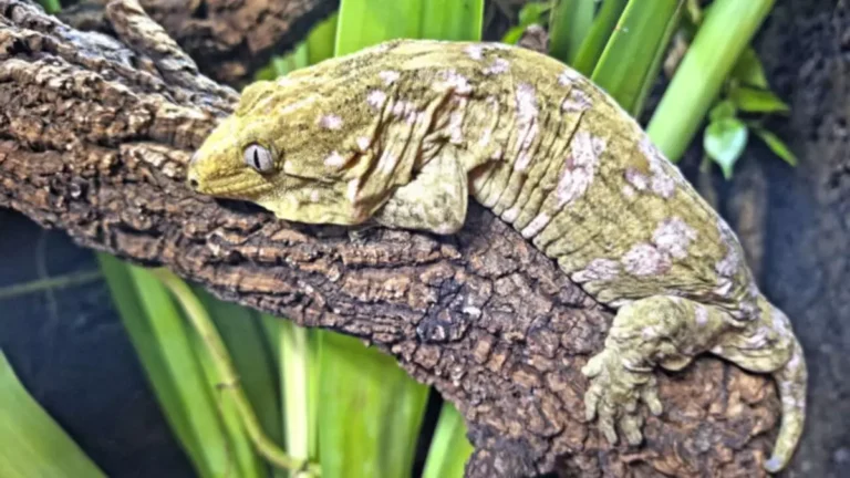 El gecko gigante de Nueva Caledonia, una nueva incorporación en Terra Natura Benidorm