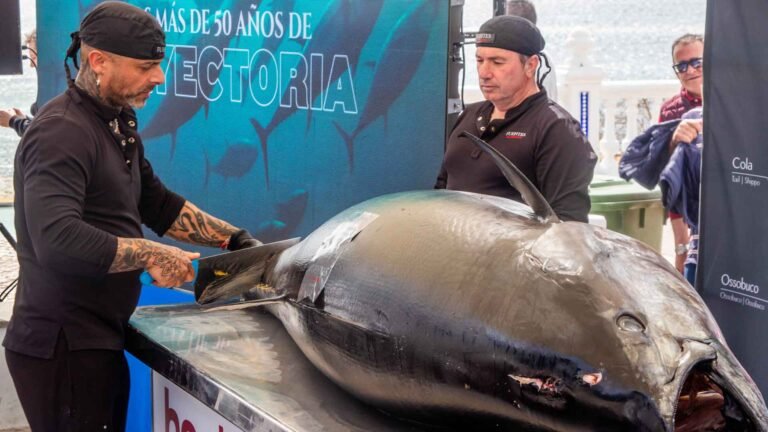 El Benidorm Gastronómico inaugura las V Jornadas del Atún con el espectacular ronqueo de un atún de 320 kilo