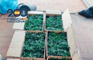 policia nacianal-benidorm-detenidor-marihuana-2025