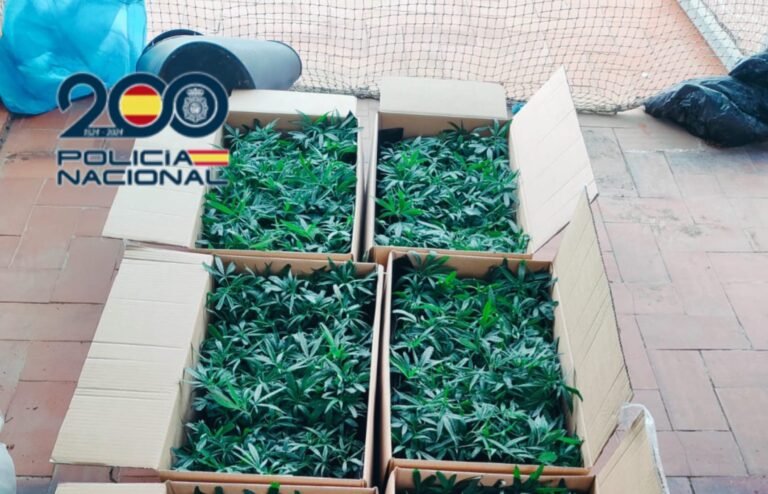 Policía Nacional detiene a varón en Benidorm por transportar 600 esquejes de marihuana y fertilizantes