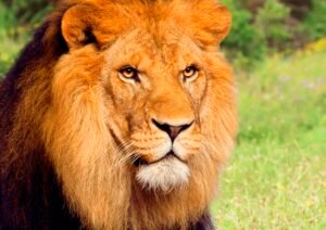 Zoo: guía local de Benidorm con actualidad, servicios y contexto del municipio
